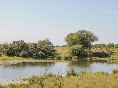 A pond with water lilies surrounded by grass and bushes at Gwydn Lodge in Downton Hampshire