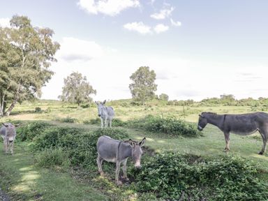 Four donkeys standing on grassy area with trees and bushes in the background at Gwydn Lodge in Downton Hampshire