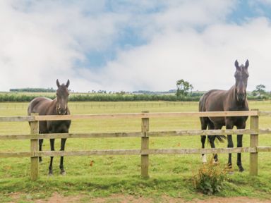 Two horses behind a wooden fence in a grassy field with trees and hills in the background at The Byre in Longwitton near Morpeth