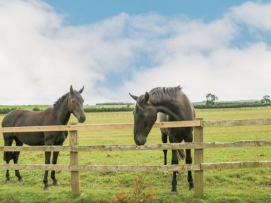 Two brown horses standing behind a wooden fence in a grassy field with trees and blue sky in the background at The Byre in Longwitton near Morpeth