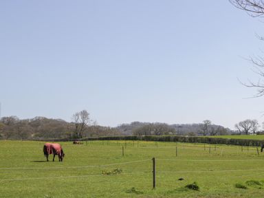 A green field with horses grazing behind fencing and trees in the background at The Attic at Redmond Bottom in Wookey