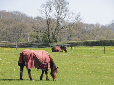 A green field with two horses one grazing wearing a blanket and one lying down with trees and fencing in the background at The Attic at Redmond Bottom in Wookey