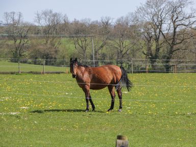 A horse standing in a fenced grassy field with trees in the background at The Attic at Redmond Bottom in Wookey