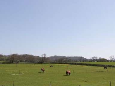 A field with four horses grazing and trees in the background at The Attic at Redmond Bottom in Wookey