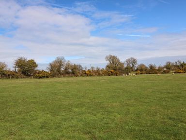 A green field with sheep and trees under a partly cloudy sky at Pips Barn in Brynteg near Benllech