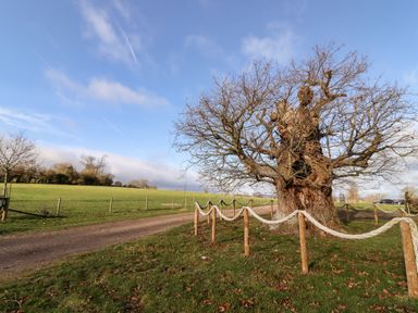 A large old tree with no leaves surrounded by wooden posts and rope near a dirt path in a grassy field at Wick Court Farm Arlingham near Frampton On Severn