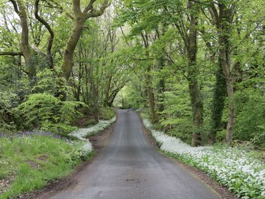 A narrow paved road lined with white flowers and trees on both sides at The Anvil in Broughton-In-Furness