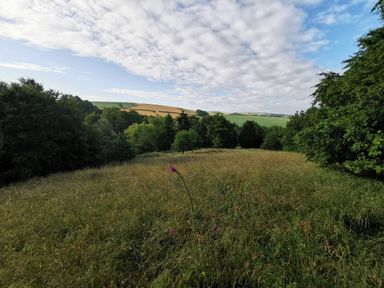 A grassy field with trees around and hills in the distance at Narracott Down in South Molton