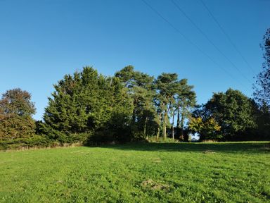 A field with trees and power lines at Narracott Down in South Molton