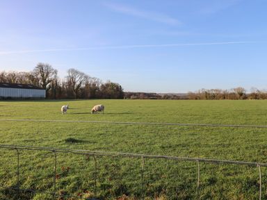 A field with three sheep grazing behind a wire fence and trees in the background at Farnelea West Fleetham near Seahouses