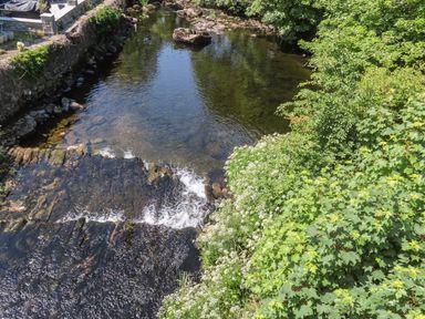 A river with a small waterfall surrounded by green foliage and white flowers at Ty Eiddew Ivy House in Llanystumdwy near Criccieth