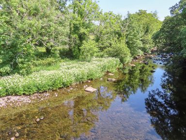 A river with clear water and rocks along the shore surrounded by green trees and white flowers at Ty Eiddew Ivy House in Llanystumdwy near Criccieth