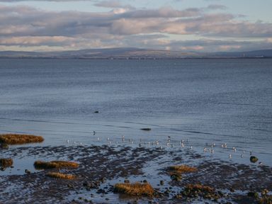 A coastal scene with water birds on the shore and distant hills across the water at Crag View Cottage in Stainton with Adgarley near Dalton-In-Furness