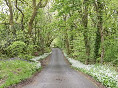 A narrow paved road flanked by trees and white flowers in a forested area at Crag View Cottage in Stainton with Adgarley near Dalton-In-Furness