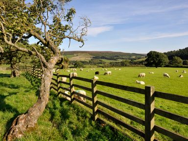 A grassy field with sheep behind a wooden fence and trees at Sheep Cote Shepherds Hut in Chop Gate near Stokesley