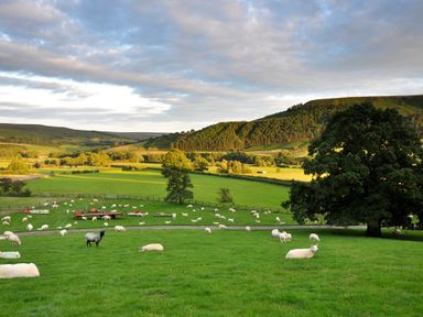 A green field with sheep and a large tree in a rural landscape at Sheep Cote Shepherds Hut Chop Gate near Stokesley