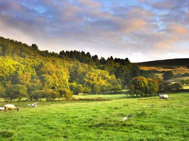 A green field with sheep grazing near a forest under a cloudy sky at Sheep Cote Shepherds Hut in Chop Gate near Stokesley