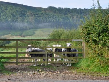 A group of sheep standing behind a wooden gate with hills and trees in the background at Sheep Cote Shepherds Hut Chop Gate near Stokesley