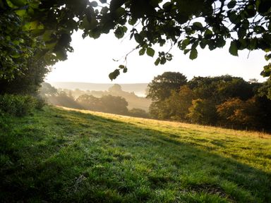A grassy field with trees and sunlight filtering through leaves at Sheep Cote Shepherds Hut in Chop Gate near Stokesley