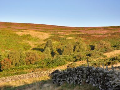 A stone wall along a grassy hillside with trees and shrubs under a clear sky at Sheep Cote Shepherds Hut in Chop Gate near Stokesley