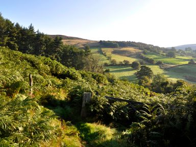 A hillside covered with green ferns and trees with rolling fields and hills in the background at Sheep Cote Shepherds Hut in Chop Gate near Stokesley
