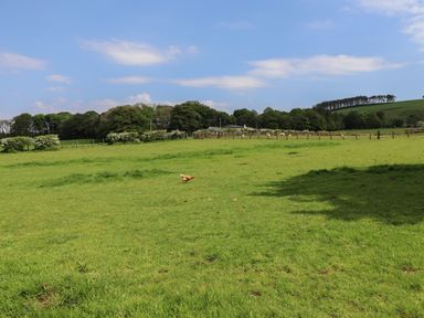 A grassy field with a chicken and trees in the background at Cleugh Lodge in Lockerbie