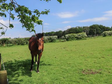 A brown horse standing on a green grass field with trees and a blue sky in the background at Cleugh Lodge in Lockerbie