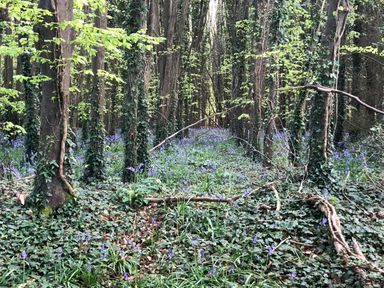A forest with trees covered in ivy and a ground covered in green plants and blue flowers at Little Stables Cottage in Spetisbury
