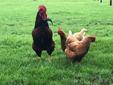 A rooster and three hens standing on green grass in a field at Little Stables Cottage in Spetisbury