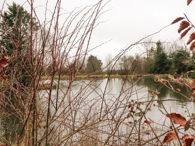 A pond with bare branches and trees around it at Oak Lodge in Goosnargh