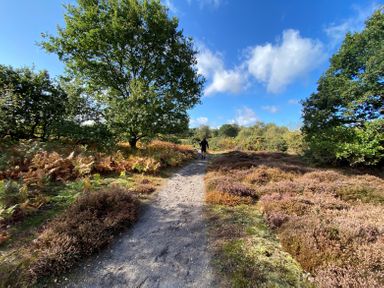 A dirt path with bushes and trees on both sides and a person walking in the distance at Admiral Cottage in Blaxhall near Snape Suffolk