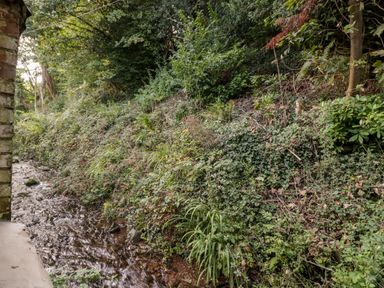 A small creek flowing beside a dense green embankment with various plants and trees at The Old Thatch in Porlock