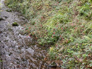 A stream with flowing water next to a bank with green plants and pink flowers at The Old Thatch in Porlock