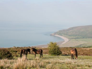 Three horses grazing on a grassy hillside with a coastline and beach in the background at The Old Thatch in Porlock
