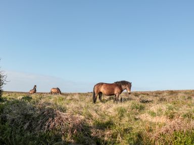 A grassy field with three brown horses under a clear blue sky at The Old Thatch in Porlock