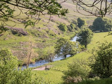 A river flowing through a green valley with trees on both sides at The Old Thatch in Porlock