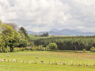 A green field with sheep grazing near trees and hills at Caban Cwtch The Cosy Cabin in Llanaelhaearn