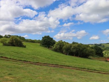 A grassy field with bushes and trees under a blue sky with clouds at Ambleside in Cullompton