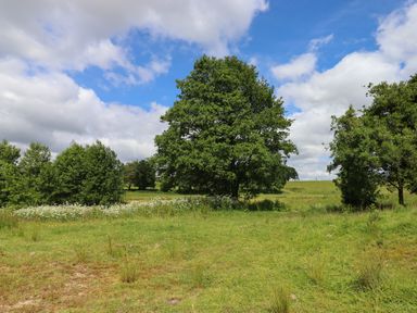 A grassy field with trees under a partly cloudy sky at Ambleside in Cullompton