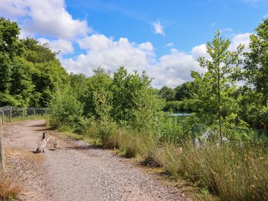 A gravel path with a family of geese walking next to a body of water and surrounded by trees at Ambleside in Cullompton