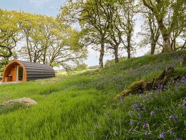 A curved wooden pod near trees and a grassy hill with purple flowers at Conwy Pod in Capel Garmon near Betws-Y-Coed