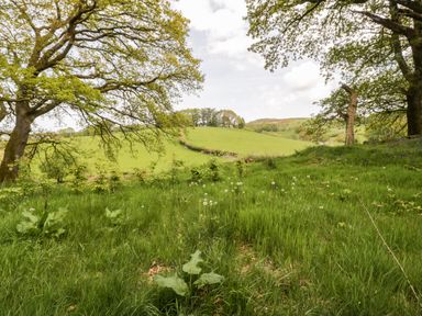 A grassy field with trees and a stone wall in the countryside at Conwy Pod in Capel Garmon near Betws-Y-Coed