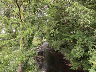 A small river surrounded by dense green trees and plants