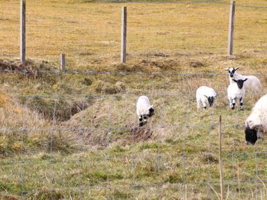 A fenced grassy field with several sheep grazing at North Light Studio in Locheport near Lochmaddy North Uist
