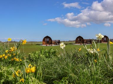 A grassy field with yellow and white flowers in the foreground and three small wooden cabins in the background at Husk Little Kelk near Bridlington