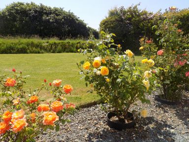 A garden area with rose bushes on gravel and a grassy lawn with trees in the background at Brookfield in St Gennys near Wainhouse Corner