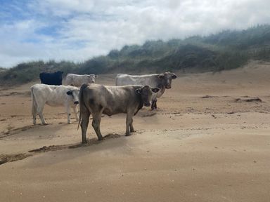 A group of cows on a sandy beach at Geesala