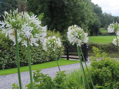 White flowers with long green stems in a garden with gravel path and green hedge at Shannon Vale in Woodford County Galway