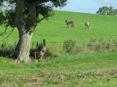 A green field with two donkeys grazing near a tree and a wire fence at Shannon Vale in Woodford County Galway