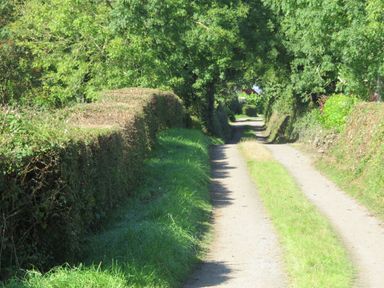 A narrow dirt road lined with trimmed hedges and trees at Shannon Vale in Woodford County Galway